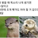 퐁신퐁신 이미지