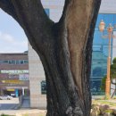 선산중앙로-15 이미지