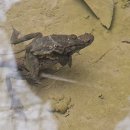 북방산개구리가 도롱뇽 포접 이미지