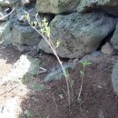 개나리꽃민박 이미지