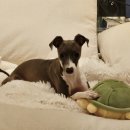 바잇미 | 강아지 장난감] 집에서 즐기는 [노즈워크] 바잇미 점핑부기 플레이볼 후기