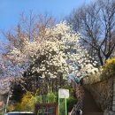 고리울가로공원 | [경기둘레길 55코스] 원미산 진달래 구경과 (소사역~오정대공원) 완주 후기
