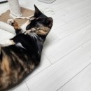 고양이 자리 | [집사일기] 룽탄 고양이 주말 브이로그 집사 자리 뺏긴 현실 후기