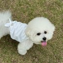 아이조아펫파크 동탄점 | 동탄 애견카페 아이조아펫파크 유치원 보호소 운영