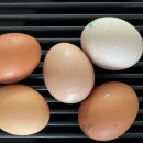 홍성 청계닭 농장 | 매일아침 계란 2개 6개월 먹은 후기, 천연위고비 에그자로 효과 진짜일까