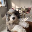 발편한동물병원 이미지