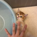 냥냥스테이 이미지