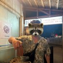 맹맹 | 보홀 | 레드크랩 내돈내산 맛후기