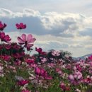 시의 향기, 시낭송의 즐거움 이미지