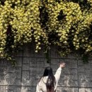 순천만 목향