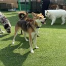 김선생 애견스쿨 | 수원 영통 애견호텔 멍스스쿨 : 유치원 연계 호텔링이 행동을 유지시키는 이유