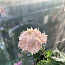 오*식 이미지