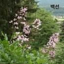 백선 이미지