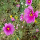 대부바다향기 테마파크 이미지