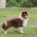 골든베릴셀티 이미지