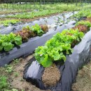 일석농장 이미지