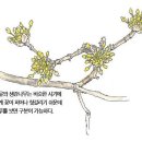피어나봄