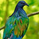 Nicobar pigeon 이미지