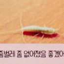 로취버스터즈 이미지
