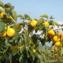 연 농장 이미지