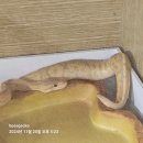 보스플레이스