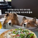아우어펫 | 마곡 애견동반식당 아우어루꼴라 | 강아지랑 즐기는 마곡 피자 맛집