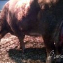 사산축산 이미지