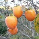 주신농산