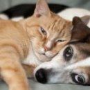 개와 고양이 이미지