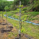 대추밭약국 이미지