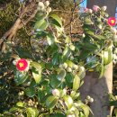 오동도로 이미지