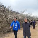 [문재인 대통령님]2024 양산 원동 매화축제도 3월 9일부터 17일까지 영포마을과 원동역 일대에서 열립니다(2024.03.07) 이미지