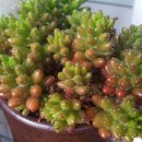 가나화원 이미지