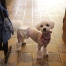 애견깍새 이미지