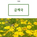 밀원식물 금계국 재배방법 이미지