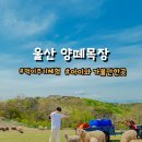 법인울산양떼목장 이미지