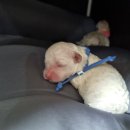 신도시켄넬 이미지