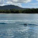 구명카써비스 | 괌 아이랑 여행 액티비티 추천 돌핀크루즈 에메랄드 밸리부터 스노쿨링 돌고래까지