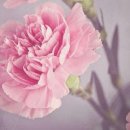 ◎看法 526...From Netherland 이미지
