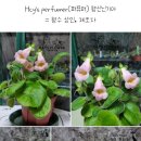 냐옹이네꽃집 이미지