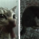 차차 이미지