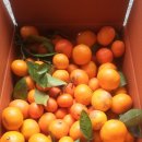 동백농장 이미지