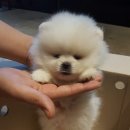 메리펫 | 제주도강아지분양 후기 메리펫 오랜만에회식