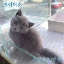 렉돌 냥이 이미지
