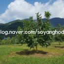 소양농장 이미지