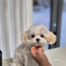 코코애견샵 | [공지] 아기 말티즈 첫 배넷미용 가위컷 후기ㅣ강북구 수유동·우이동·쌍문동 코코포레 애견미용실 추천