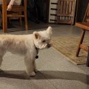 카페 그 곳 | 🐶 강아지 있는 카페 우이그(Uig) 후기