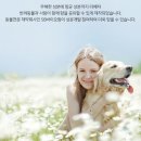 조아루 이미지
