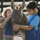 하니농장 이미지