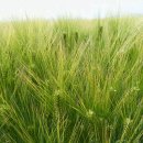 청보리축산 이미지